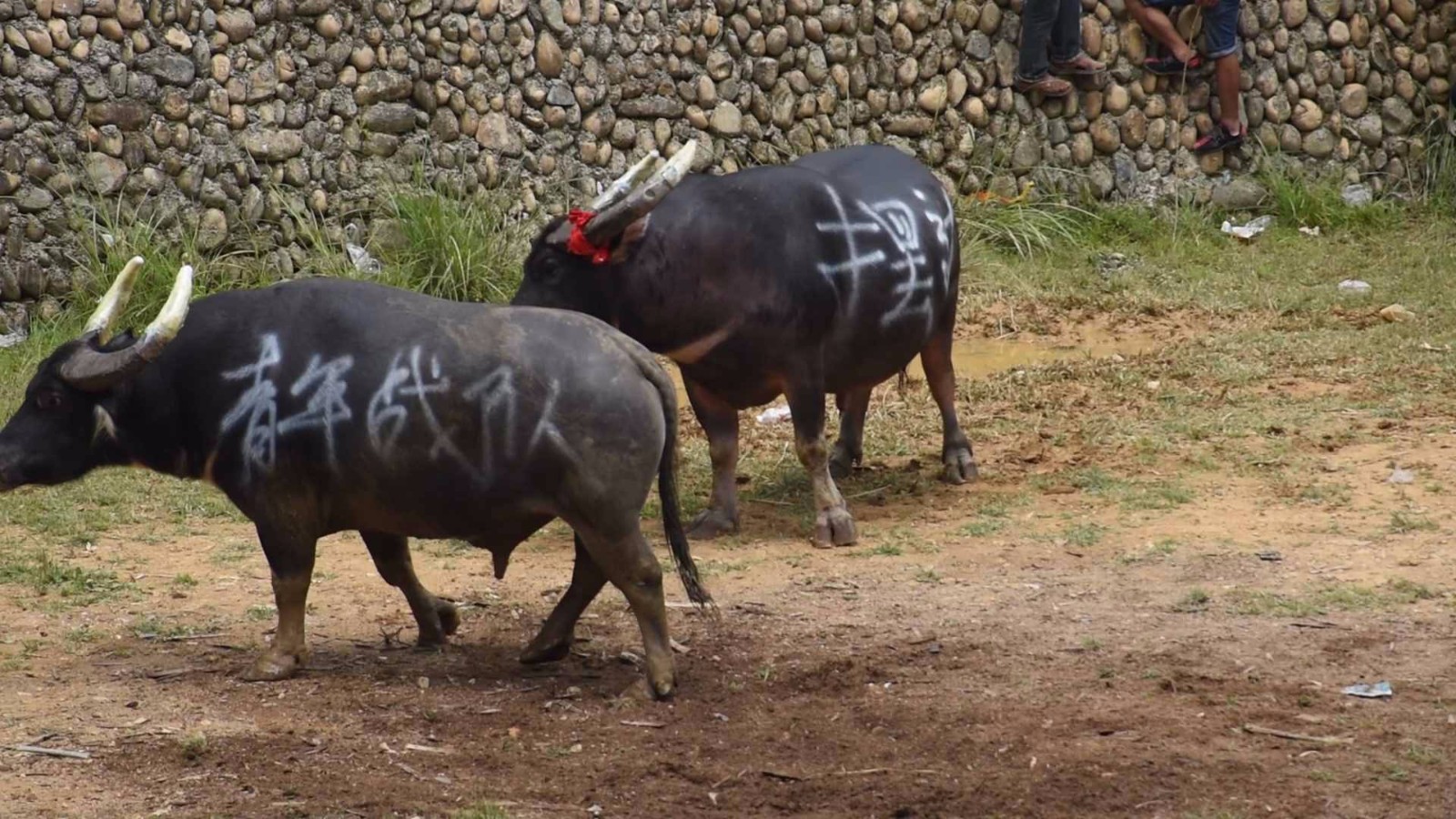 万博官方网站-阿拉伯杯2021外围赛比分